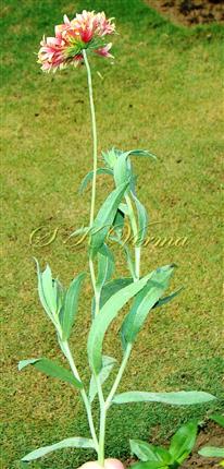  Flowering shoot